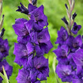 Purple Flora Gladiolus|Purple Flora Gladiolus