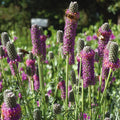 Purple Prairie Clover|Pollinators on Purple Prairie Clover