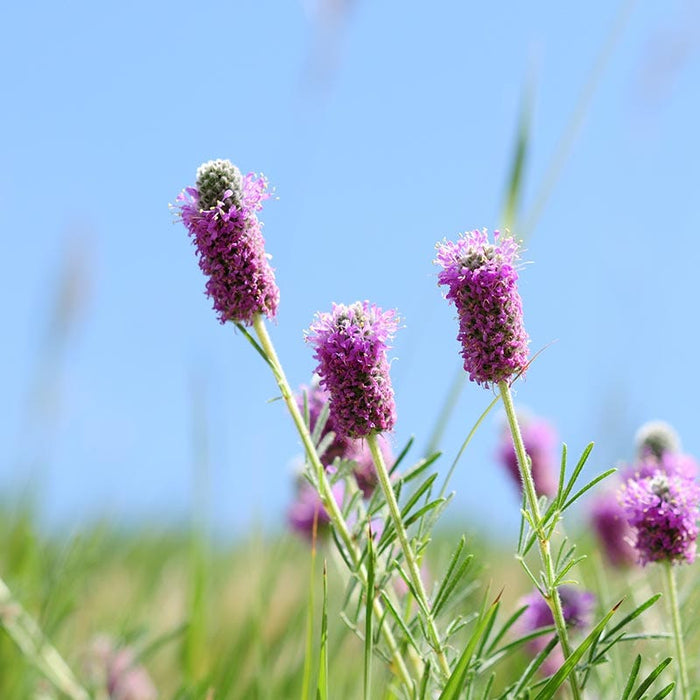 Purple Prairie Clover|Purple Prairie Clover