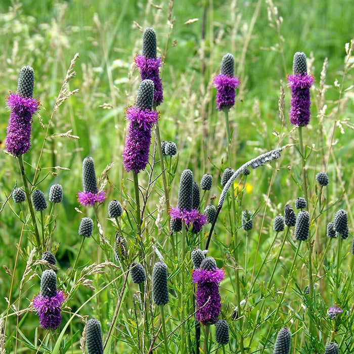 Purple Prairie Clover|Purple Prairie Clover