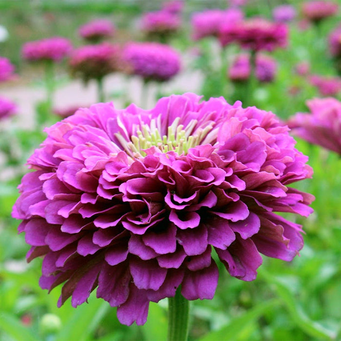 Purple Prince Zinnia Seeds|Purple Zinnia Seeds Purple Prince, Zinnia elegans, Dahlia Flowered Zinnia Purple Prince