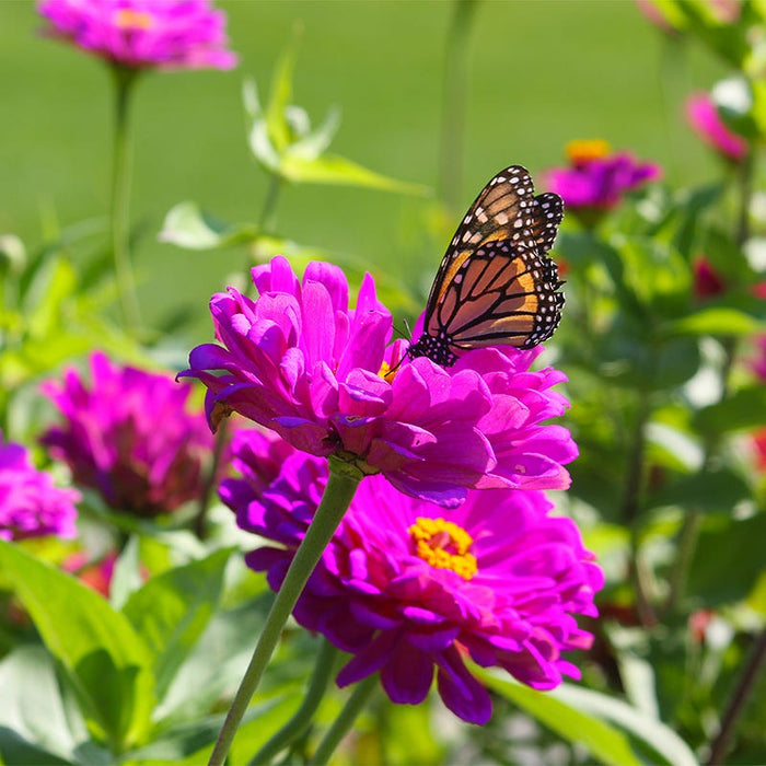Purple Prince Zinnia Seeds|Purple Zinnia Seeds Purple Prince, Zinnia elegans, Dahlia Flowered Zinnia Purple Prince