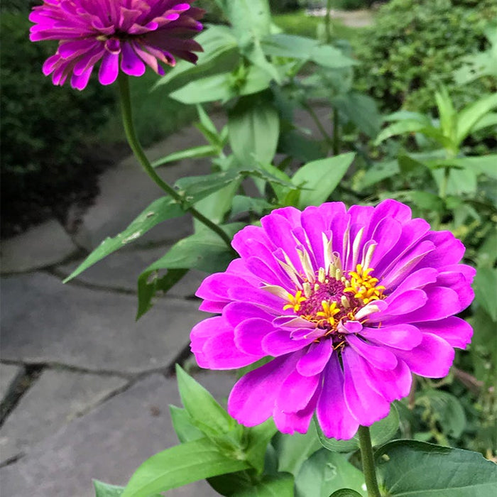 Purple Prince Zinnia Seeds|Purple Zinnia Seeds Purple Prince, Zinnia elegans, Dahlia Flowered Zinnia Purple Prince
