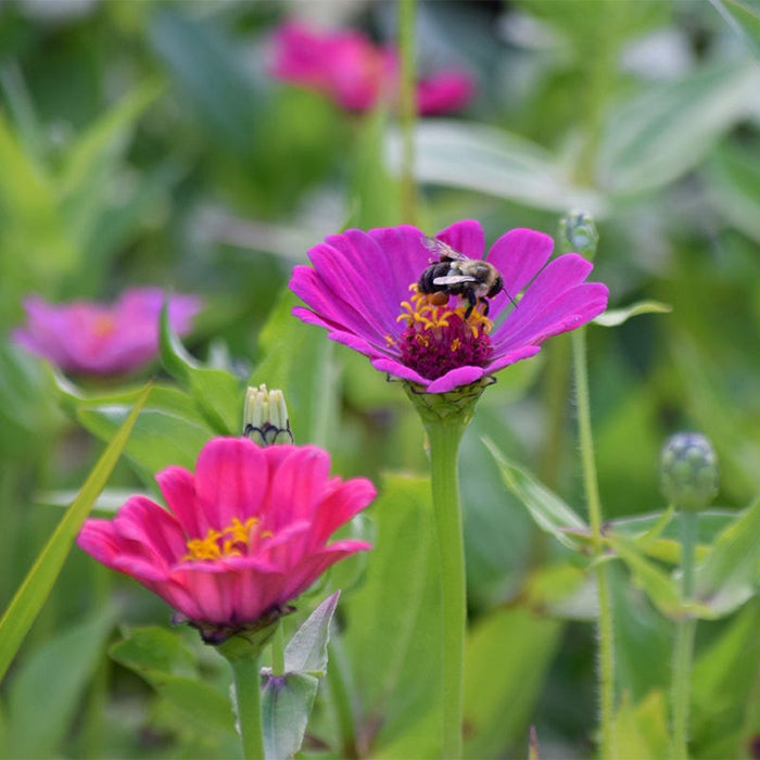 Purple Prince Zinnia Seeds|Purple Zinnia Seeds Purple Prince, Zinnia elegans, Dahlia Flowered Zinnia Purple Prince