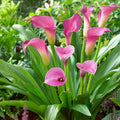 Purple Sensation Calla Lily|Purple Sensation Calla Lily, Zantedeschia