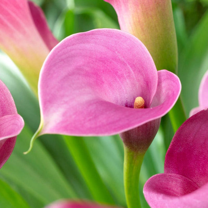 Purple Sensation Calla Lily|Purple Sensation Calla Lily, Zantedeschia