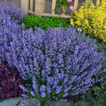 Purrsian Blue Nepeta|Purrsian Blue Nepeta, Photo Courtesy of Walter's Gardens, Inc.