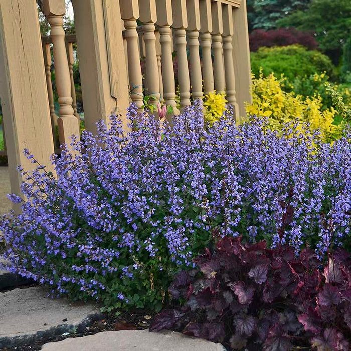 Purrsian Blue Nepeta|Purrsian Blue Nepeta, Photo Courtesy of Walter's Gardens. Inc.