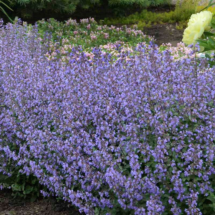 Purrsian Blue Nepeta|Purrsian Blue Nepeta, Photo Courtesy of Walter's Gardens. Inc.