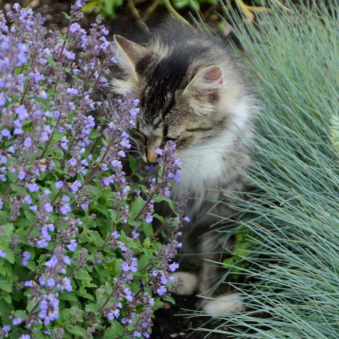 Purrsian Blue Nepeta|Purrsian Blue Nepeta, Photo Courtesy of Walter's Gardens. Inc.