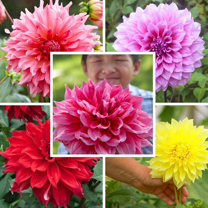 Radiant Dinner Plate Dahlia Collection