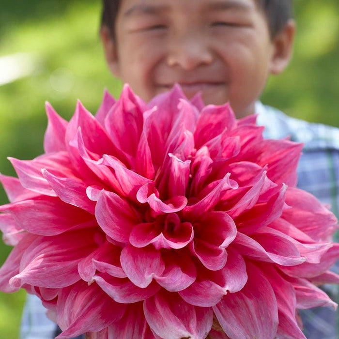 Emory Paul Dinner Plate Dahlia|Huge Pink Emory Paul Dinner Plate Dahlia Close Up Flower