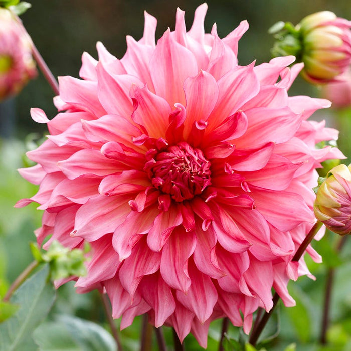 Radiant Dinner Plate Dahlia Collection|Islander Dinner Plate Dahlia