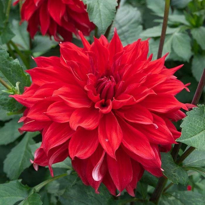Radiant Dinner Plate Dahlia Collection|Babylon Red Dinner Plate Dahlia