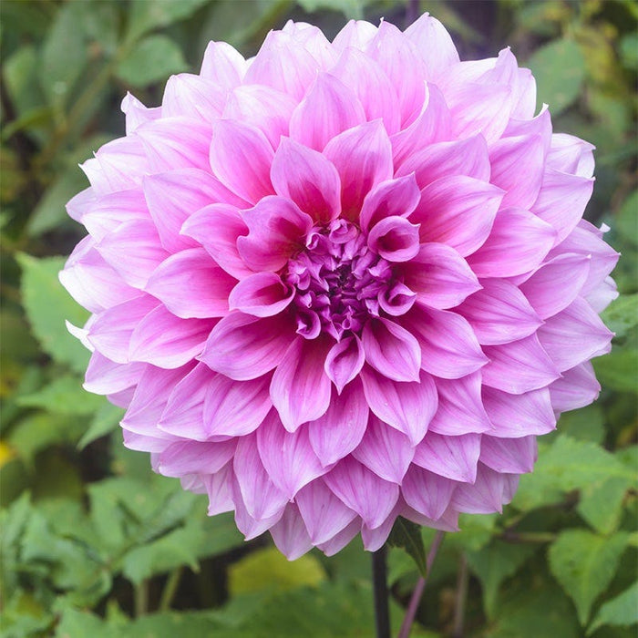 Radiant Dinner Plate Dahlia Collection|Lavender Perfection Dinner Plate Dahlia