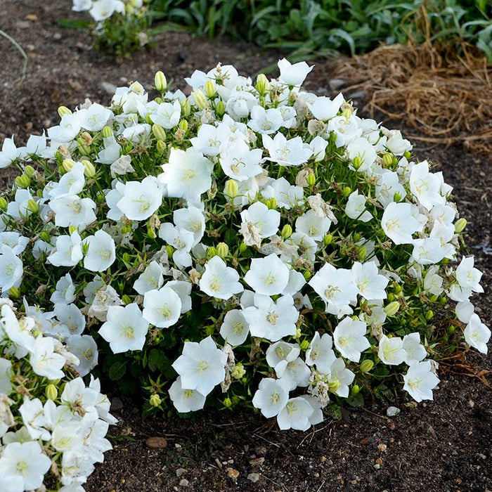 Rapido White Bellflower|Campanula Rapido White, Rapido White Bellflower, photo courtesy of Walter's Garden