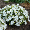 Rapido White Bellflower|Campanula Rapido White, Rapido White Bellflower, photo courtesy of Walter's Garden