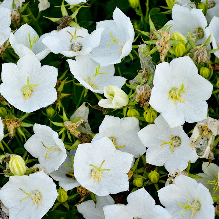 Rapido White Bellflower|Campanula Rapido White, Rapido White Bellflower, photo courtesy of Walter's Garden
