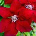 Bright red clematis flowers with distinctive white and pink striped stamens, displaying large petals and green foliage