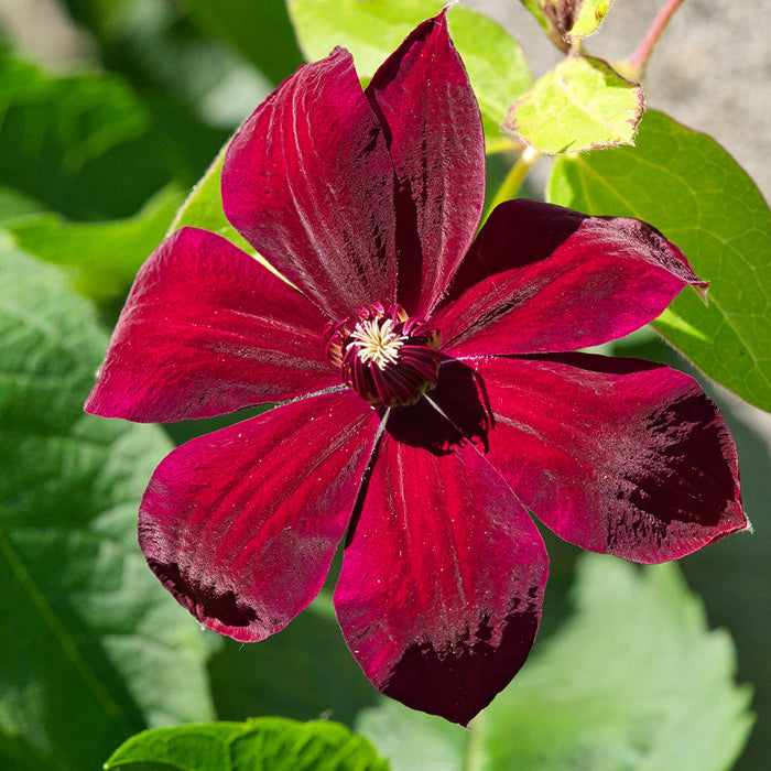 Rebecca™ Clematis Vine
