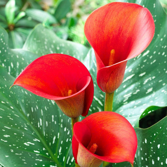 Red Alert Calla Lily|Red Alert Calla Lily, Zantedeschia
