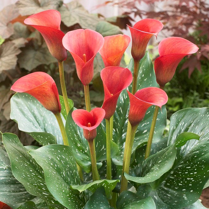 Red Alert Calla Lily|Red Alert Calla Lily, Zantedeschia