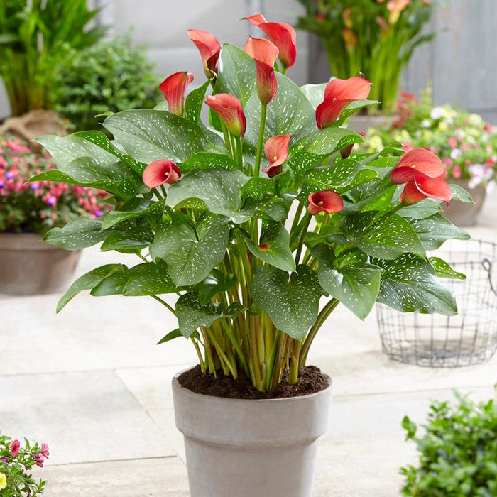 Red Alert Calla Lily|Red Alert Calla Lily, Zantedeschia