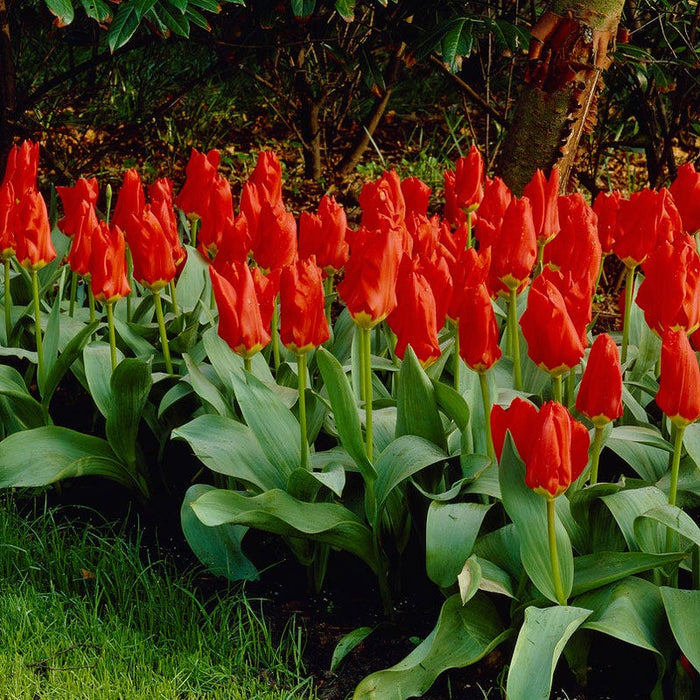 Red Emperor Tulip|Red Emperor Tulip Bulbs, Tulipa fosteriana Red