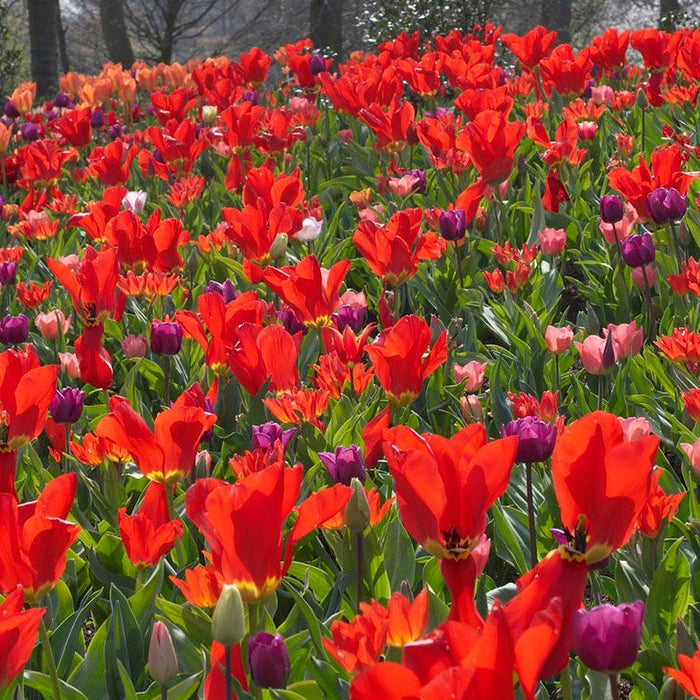 Red Emperor Tulip|Red Emperor Tulip Bulbs, Tulipa fosteriana, Emperor Tulip with purple tulips