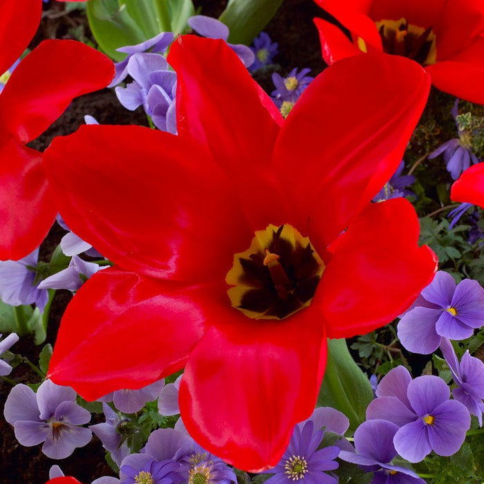 Red Emperor Tulip|Red Emperor Tulip Bulbs close up, Tulipa fosteriana Red