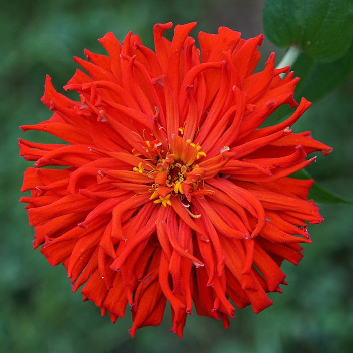 Red Giant Cactus Zinnia Seeds|Giant Cactus Red Zinnia Seeds