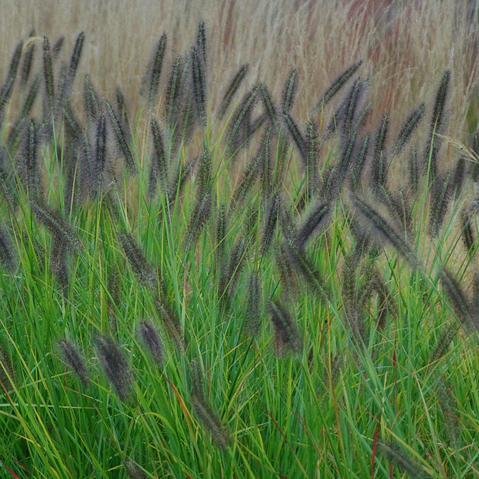 Red Head Fountain Grass|Red Head Fountain Grass, Image Credit: Intrinsic Perennial Gardens