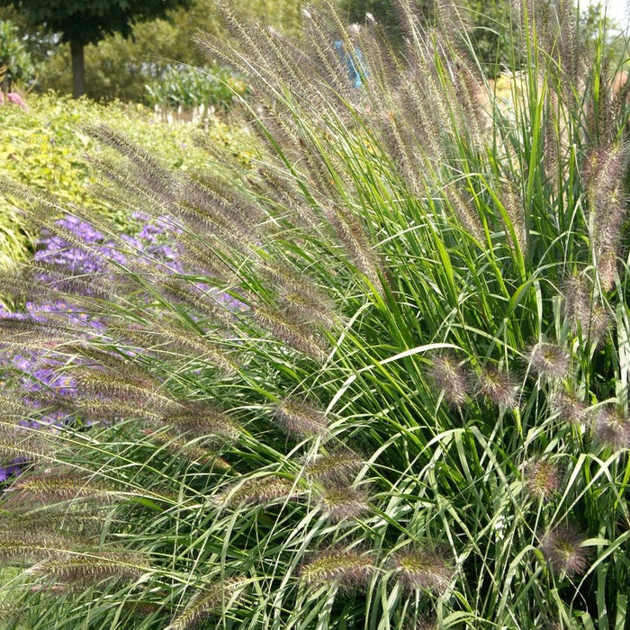 Red Head Fountain Grass|Red Head Fountain Grass, Pennisetum alopecuriodes