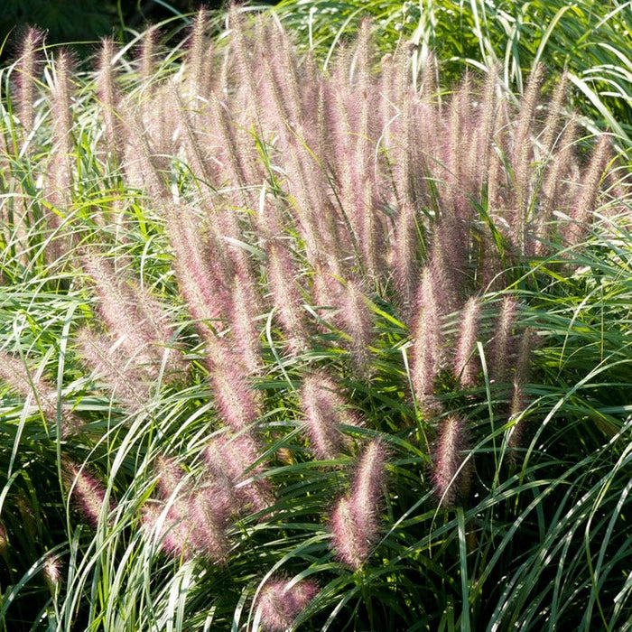 Red Head Fountain Grass|Red Head Fountain Grass, Pennisetum alopecuriodes