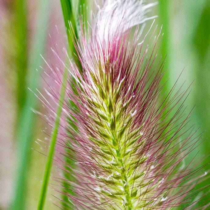 Red Head Fountain Grass|Red Head Fountain Grass, Pennisetum alopecuriodes, close up of plume