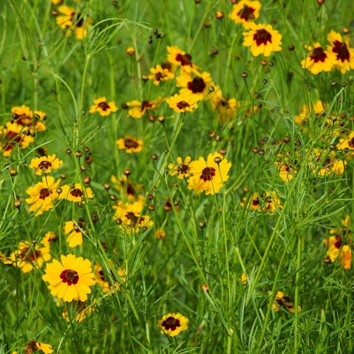 Red Poppy & Plains Coreopsis Seed Combo|Red Poppy & Coreopsis Seed Combo