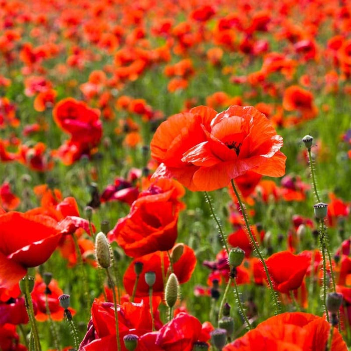 Red Poppy & Plains Coreopsis Seed Combo|Red Poppy & Coreopsis Seed Combo