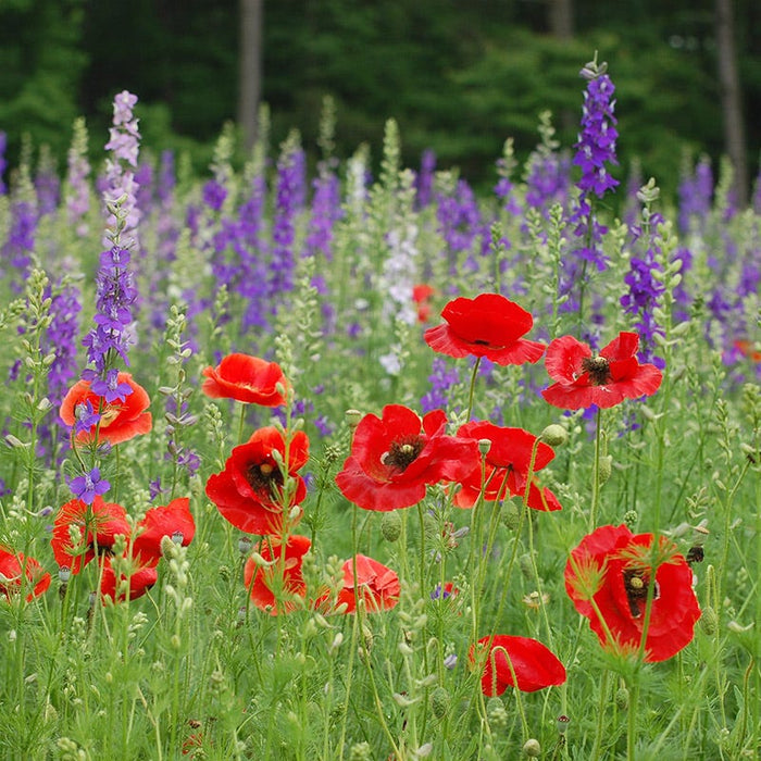 Red Poppy & Rocket Larkspur Seed Combo|Rocket Larkspur & Red Poppy