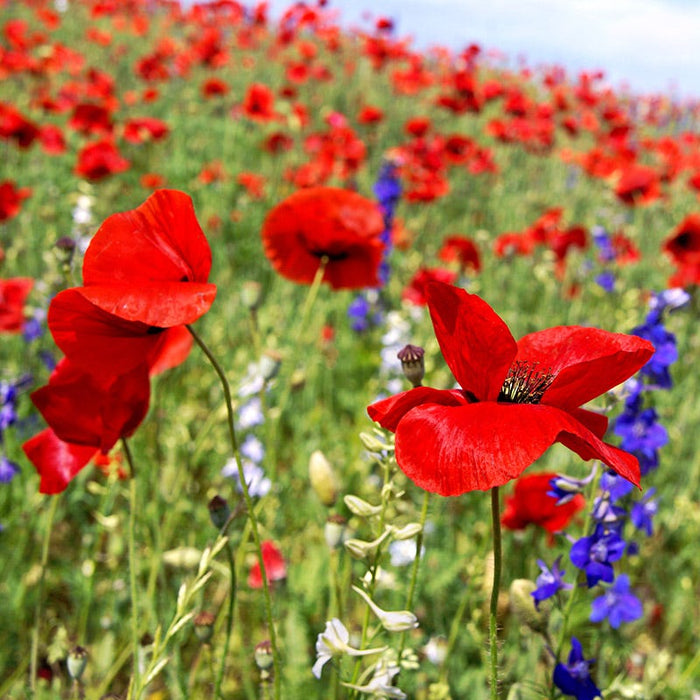 Red Poppy & Rocket Larkspur Seed Combo|Rocket Larkspur & Red Poppy