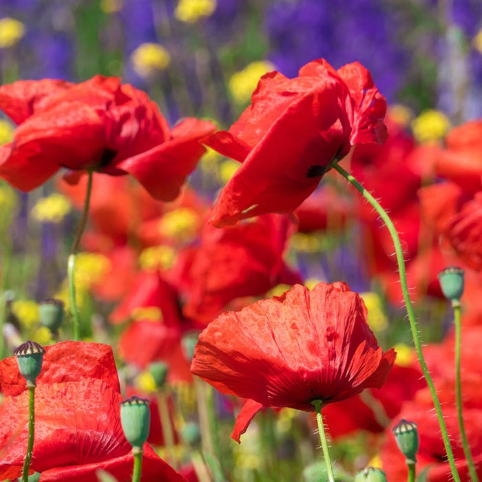 Red Poppy & Rocket Larkspur Seed Combo|Red Poppy Wildflowers