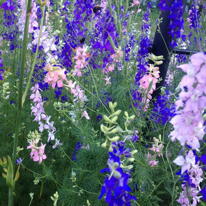 Red Poppy & Rocket Larkspur Seed Combo|Rocket Larkspur wildflowers