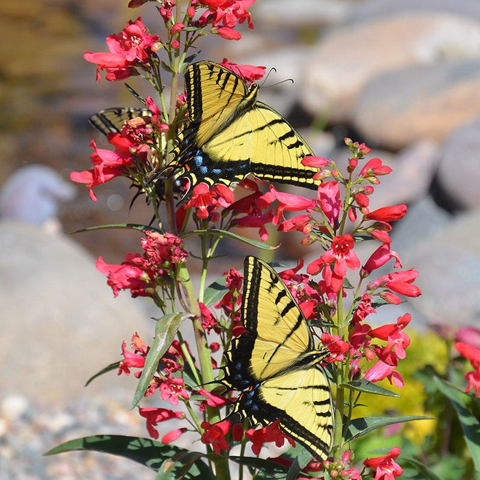 Red Riding Hood Penstemon|Penstemon Red Riding Hood, Bearded Tongue