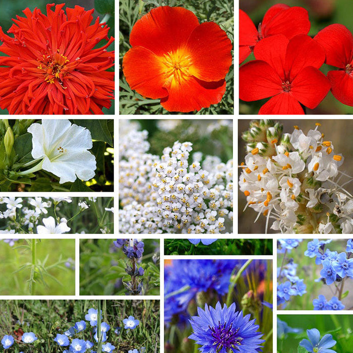 Red, White & Blue Wildflower Seed Patchwork