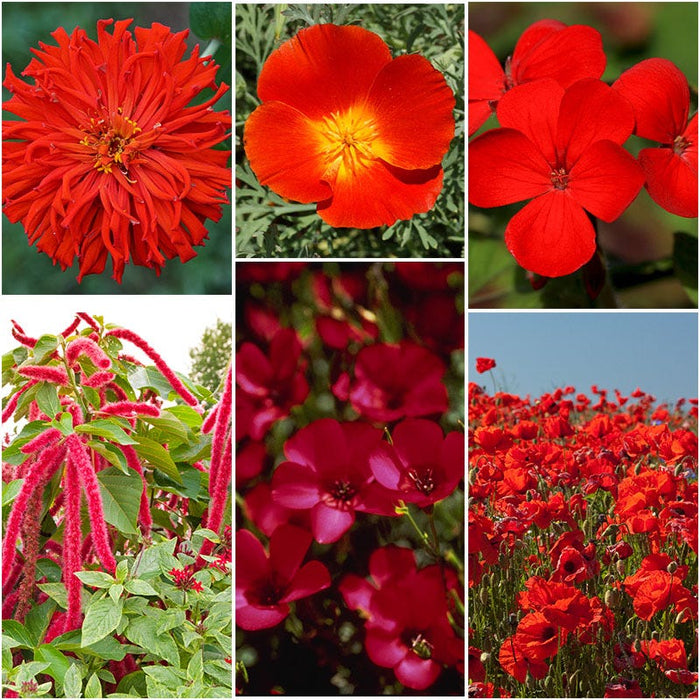 Red Wildflower Seed Mix|Red Wildflower Seed Mix