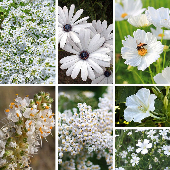 White Wildflower Seed Mix|White Wildflower Seed Mix