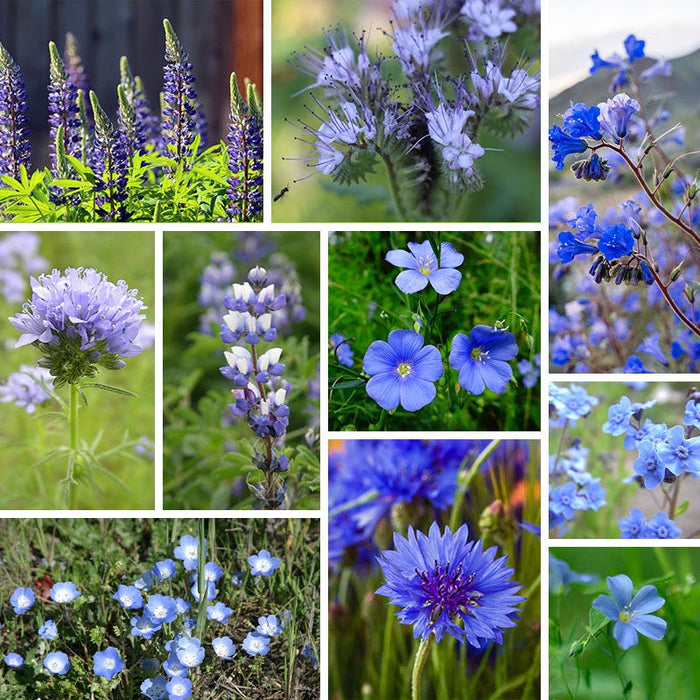Blue Wildflower Seed Mix|Blue Wildflower Seed Mix