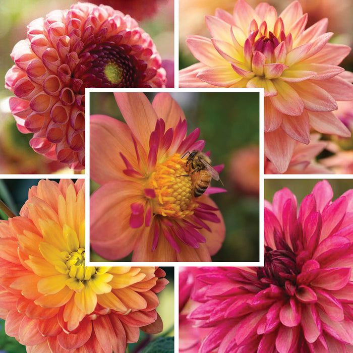 Resonant Dahlia Collection
