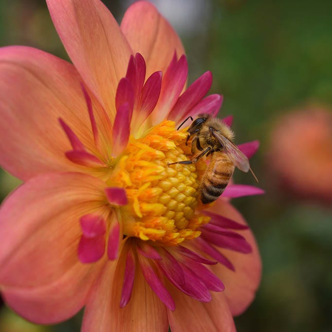 Resonant Dahlia Collection|Kelsey Annie Joy Colarette Dahlia flower with pollinator