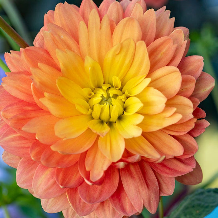 Resonant Dahlia Collection|Great Silence Decorative Dahlia