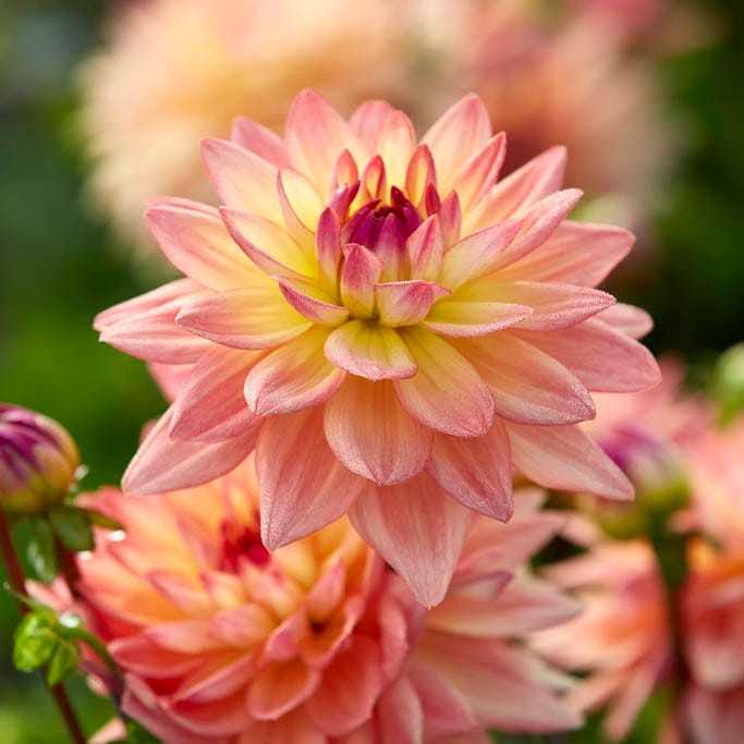 Resonant Dahlia Collection|Melody Dora Dahlia flowers